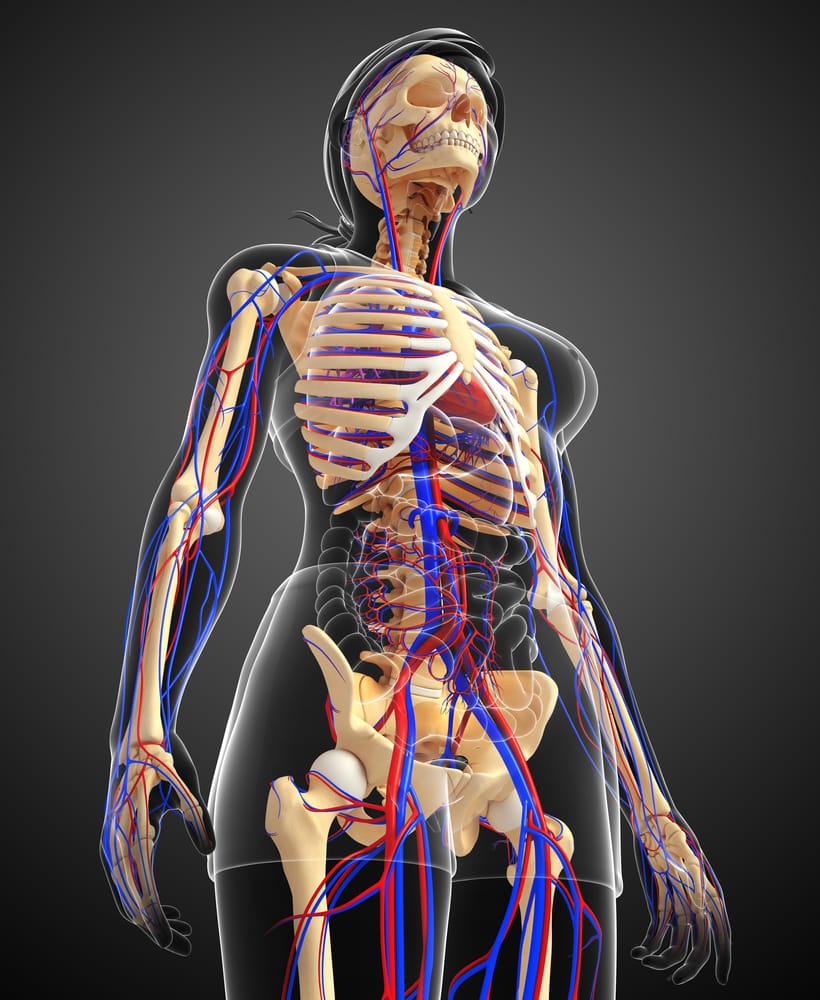 Скелет человека с органами и мышцами